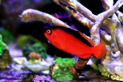 hawk fish|Flame hawkfish care, fish description, facts & tank size.